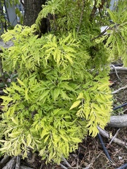 Polyscias cumingiana