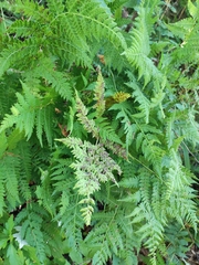 Cystopteris fragilis