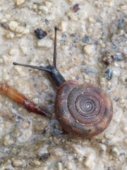 Helicodonta obvoluta