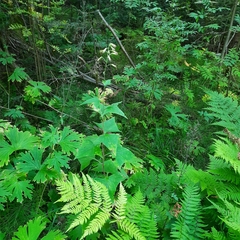 Parasenecio hastatus