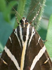 Euplagia quadripunctaria
