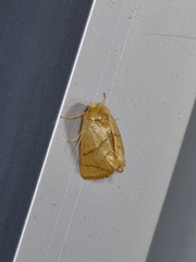 Apoda y-inversa
