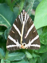 Euplagia quadripunctaria