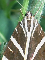 Euplagia quadripunctaria