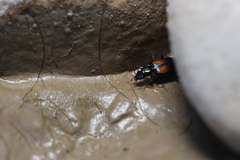 Bembidion scapulare
