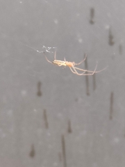 Tetragnatha extensa