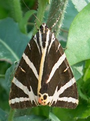 Euplagia quadripunctaria