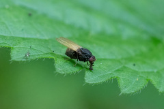 Minettia longipennis