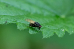 Minettia longipennis