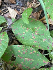 Pucciniastrum areolatum