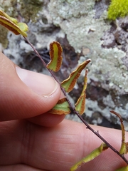 Pellaea falcata