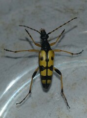 Rutpela maculata
