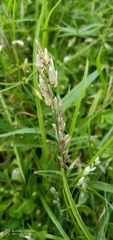 Eragrostis superba