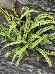 Asplenium trichomanes