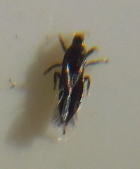 Aeolothrips