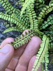 Asplenium trichomanes