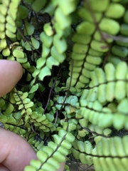 Asplenium trichomanes