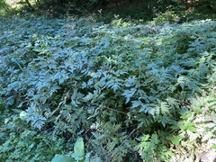 Chaerophyllum hirsutum