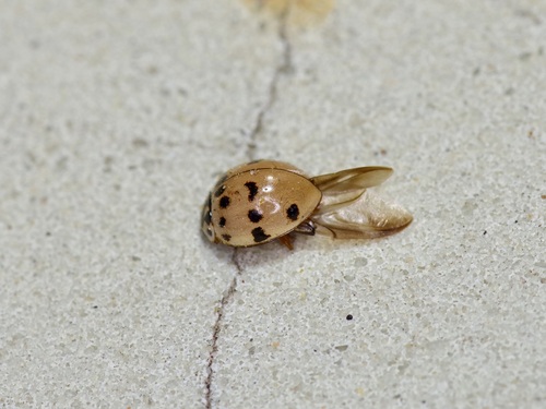Photo of Ashy Gray Lady Beetle (Olla v-nigrum)