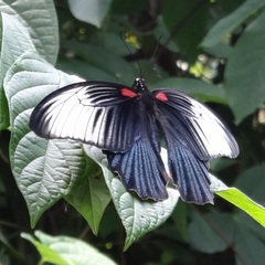 Papilio memnon
