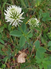 Trifolium montanum