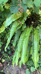 Asplenium scolopendrium
