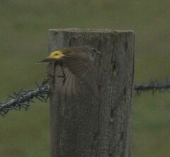 Acanthiza chrysorrhoa