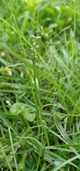 Eleusine indica