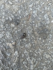 Macroscytus brunneus