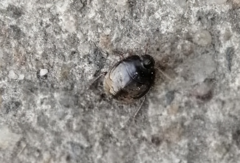 Macroscytus brunneus