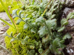 Asplenium subglandulosum