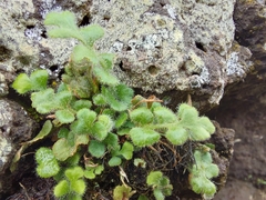 Asplenium subglandulosum
