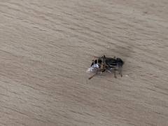 Eristalinus
