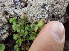 Asplenium subglandulosum