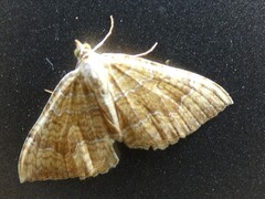 Camptogramma bilineata