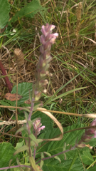 Odontites vernus