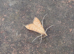 Antigastra catalaunalis