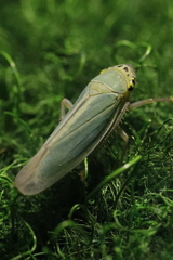 Cicadella viridis