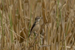 Saxicola stejnegeri