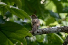 Iole viridescens