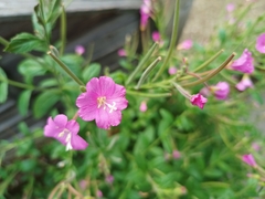 Epilobium hirsutum