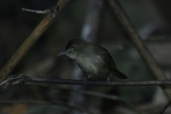 Iole viridescens
