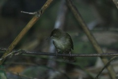 Iole viridescens
