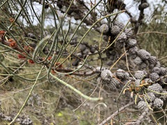 Allocasuarina mackliniana