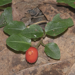 Mitchella repens