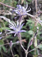 Lactuca sibirica