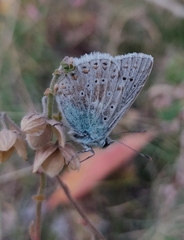 Polyommatus