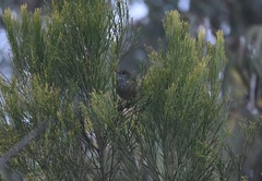 Acanthiza pusilla