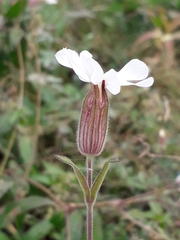 Silene latifolia alba