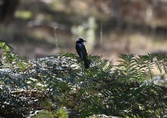 Phylidonyris novaehollandiae